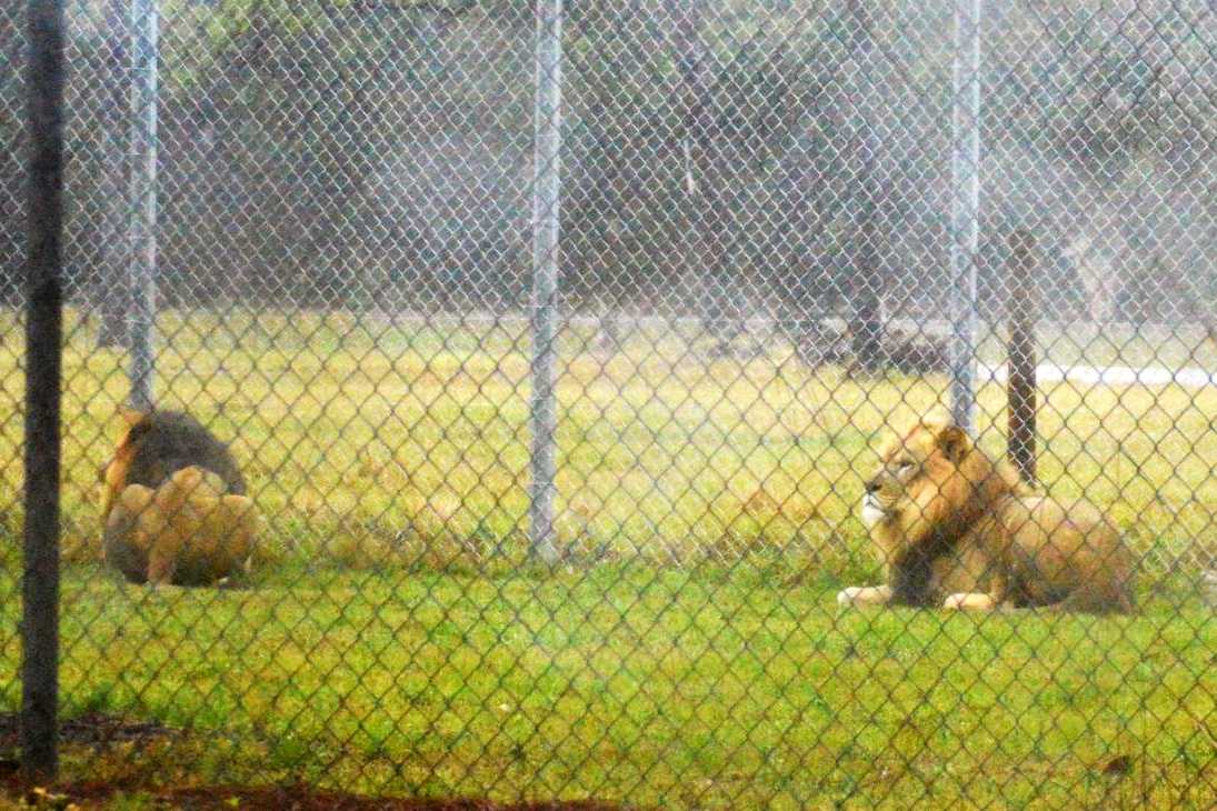 Lion Country Safari Chain Link Fence